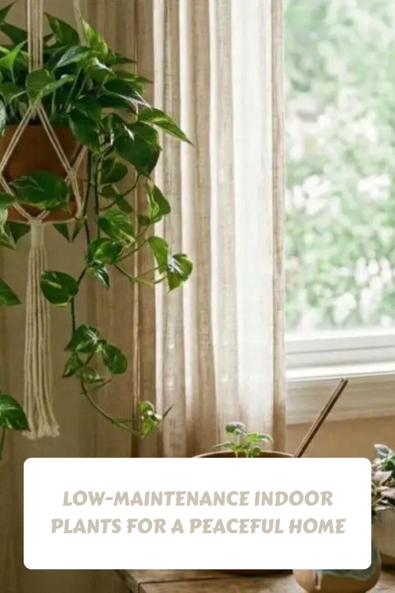 Easy Indoor Plants for Beginners: Low-Maintenance Indoor Plants 3 Low Maintenance Indoor Plants for a Peaceful Home generated pin 475
