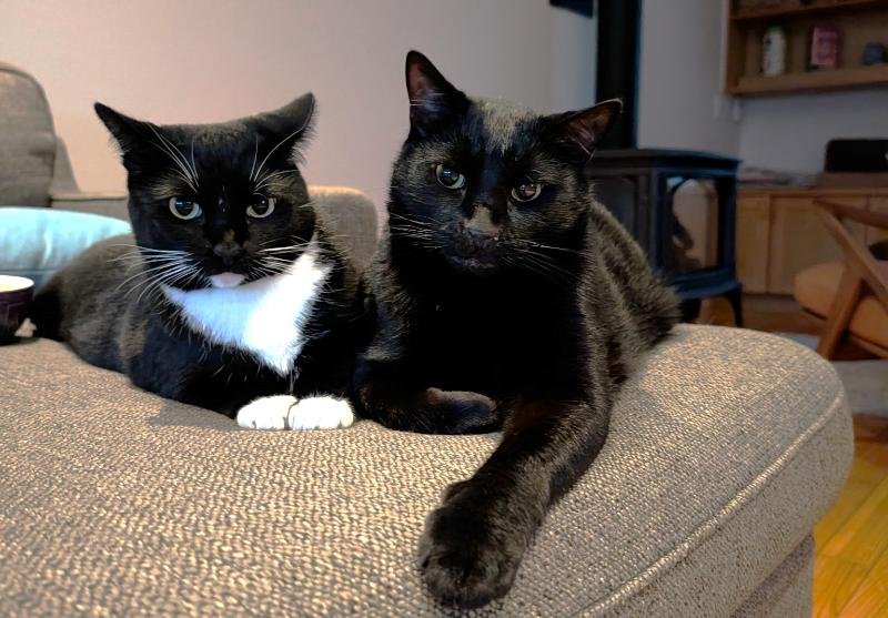 mindful cozy living cats Katara and sokka on the couch